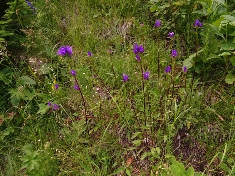 Campanula glomerata - Campanulaceae